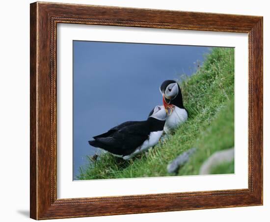 Puffin Pair (Fratercula Artica) Billing, Shetland Islands, Scotland, UK, Europe-David Tipling-Framed Photographic Print