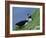 Puffin Pair (Fratercula Artica) Billing, Shetland Islands, Scotland, UK, Europe-David Tipling-Framed Photographic Print