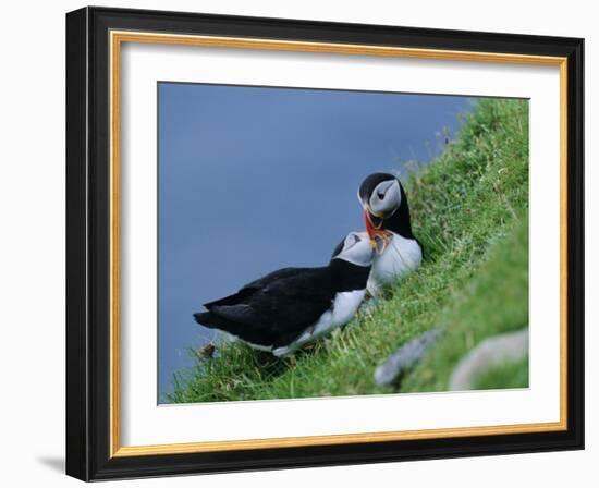 Puffin Pair (Fratercula Artica) Billing, Shetland Islands, Scotland, UK, Europe-David Tipling-Framed Photographic Print