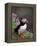 Puffin Portrait, Great Saltee Is, Ireland-Pete Oxford-Framed Premier Image Canvas