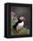 Puffin Portrait, Great Saltee Is, Ireland-Pete Oxford-Framed Premier Image Canvas