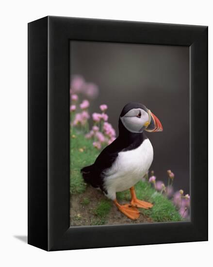 Puffin Portrait, Great Saltee Is, Ireland-Pete Oxford-Framed Premier Image Canvas