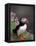 Puffin Portrait, Great Saltee Is, Ireland-Pete Oxford-Framed Premier Image Canvas