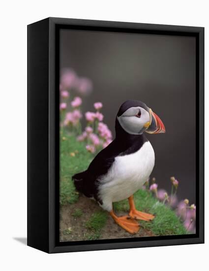 Puffin Portrait, Great Saltee Is, Ireland-Pete Oxford-Framed Premier Image Canvas