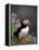 Puffin Portrait, Great Saltee Is, Ireland-Pete Oxford-Framed Premier Image Canvas