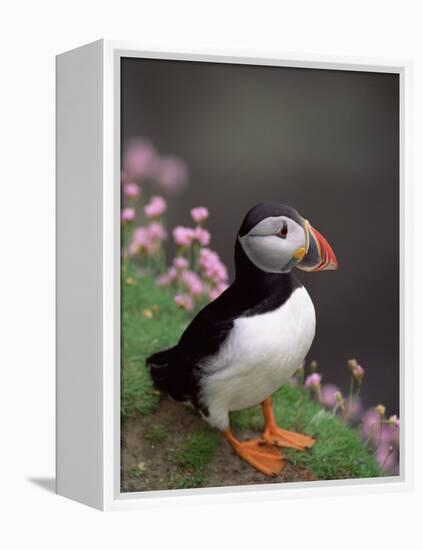 Puffin Portrait, Great Saltee Is, Ireland-Pete Oxford-Framed Premier Image Canvas