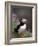 Puffin Portrait, Great Saltee Is, Ireland-Pete Oxford-Framed Photographic Print