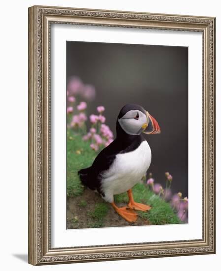 Puffin Portrait, Great Saltee Is, Ireland-Pete Oxford-Framed Photographic Print