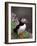 Puffin Portrait, Great Saltee Is, Ireland-Pete Oxford-Framed Photographic Print