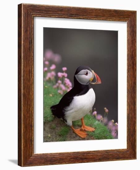 Puffin Portrait, Great Saltee Is, Ireland-Pete Oxford-Framed Photographic Print