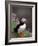 Puffin Portrait, Great Saltee Is, Ireland-Pete Oxford-Framed Photographic Print