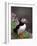 Puffin Portrait, Great Saltee Is, Ireland-Pete Oxford-Framed Photographic Print