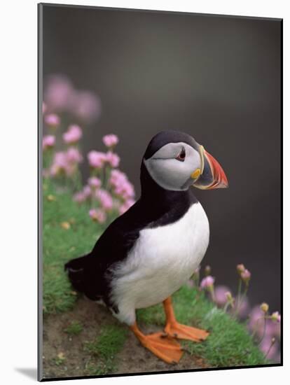 Puffin Portrait, Great Saltee Is, Ireland-Pete Oxford-Mounted Photographic Print