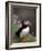 Puffin Portrait, Great Saltee Is, Ireland-Pete Oxford-Framed Photographic Print