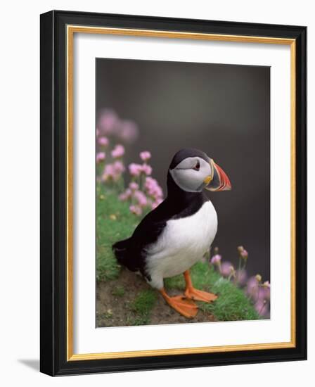 Puffin Portrait, Great Saltee Is, Ireland-Pete Oxford-Framed Photographic Print