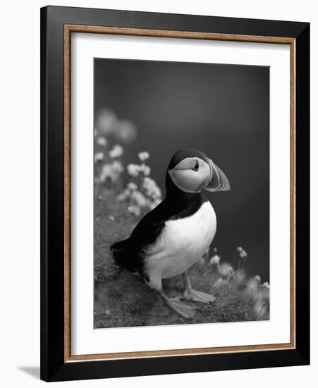 Puffin Portrait, Great Saltee Is, Ireland-Pete Oxford-Framed Photographic Print