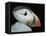 Puffin Portrait, Runde, Norway-Bence Mate-Framed Premier Image Canvas