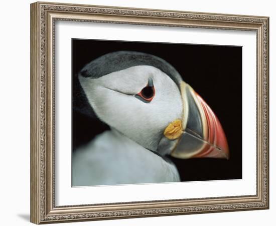 Puffin Portrait, Runde, Norway-Bence Mate-Framed Photographic Print