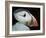 Puffin Portrait, Runde, Norway-Bence Mate-Framed Photographic Print