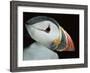 Puffin Portrait, Runde, Norway-Bence Mate-Framed Photographic Print