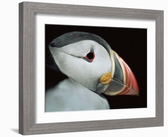 Puffin Portrait, Runde, Norway-Bence Mate-Framed Photographic Print