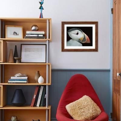 Puffin Portrait, Runde, Norway' Photographic Print - Bence Mate | Art.com