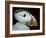 Puffin Portrait, Runde, Norway-Bence Mate-Framed Photographic Print