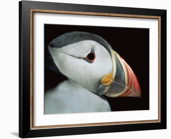 Puffin Portrait, Runde, Norway-Bence Mate-Framed Photographic Print