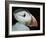 Puffin Portrait, Runde, Norway-Bence Mate-Framed Photographic Print