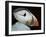 Puffin Portrait, Runde, Norway-Bence Mate-Framed Photographic Print