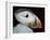 Puffin Portrait, Runde, Norway-Bence Mate-Framed Photographic Print