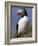 Puffin Portrait, Western Isles, Scotland, UK-Pete Cairns-Framed Photographic Print