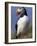 Puffin Portrait, Western Isles, Scotland, UK-Pete Cairns-Framed Photographic Print