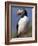 Puffin Portrait, Western Isles, Scotland, UK-Pete Cairns-Framed Photographic Print