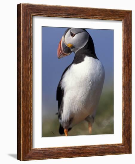 Puffin Portrait, Western Isles, Scotland, UK-Pete Cairns-Framed Photographic Print