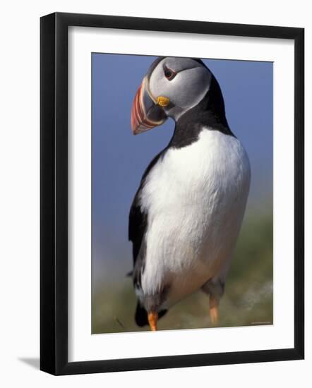 Puffin Portrait, Western Isles, Scotland, UK-Pete Cairns-Framed Photographic Print