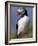 Puffin Portrait, Western Isles, Scotland, UK-Pete Cairns-Framed Photographic Print