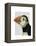 Puffin Portrait-Fab Funky-Framed Stretched Canvas