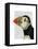 Puffin Portrait-Fab Funky-Framed Stretched Canvas