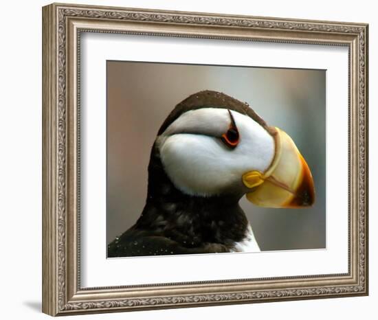 Puffin Profile-Charles Glover-Framed Giclee Print