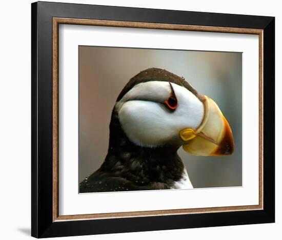 Puffin Profile-Charles Glover-Framed Giclee Print