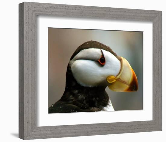 Puffin Profile-Charles Glover-Framed Giclee Print