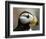 Puffin Profile-Charles Glover-Framed Giclee Print