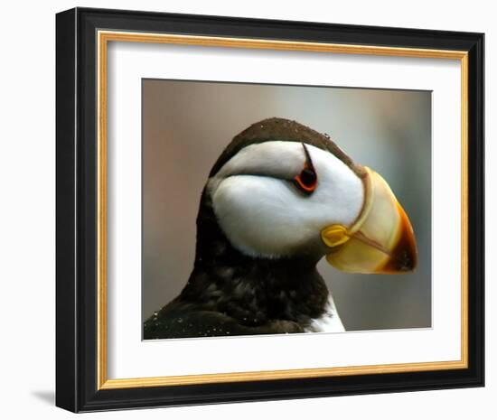 Puffin Profile-Charles Glover-Framed Giclee Print