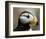 Puffin Profile-Charles Glover-Framed Giclee Print