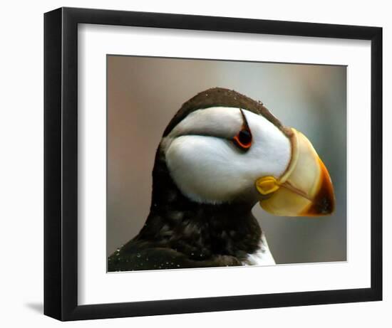 Puffin Profile-Charles Glover-Framed Giclee Print