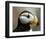 Puffin Profile-Charles Glover-Framed Giclee Print