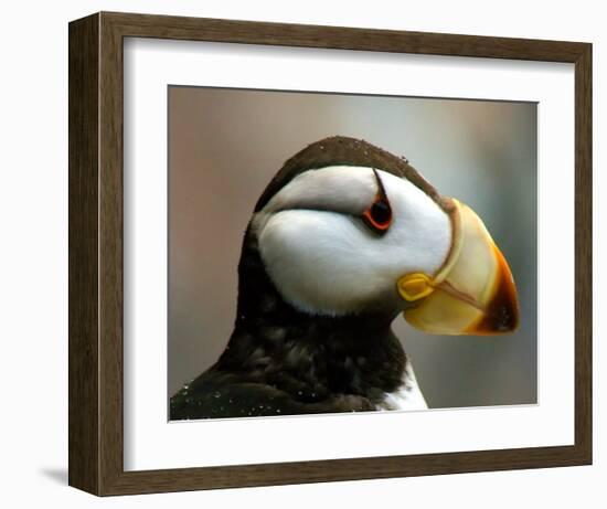 Puffin Profile-Charles Glover-Framed Giclee Print