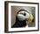 Puffin Profile-Charles Glover-Framed Giclee Print