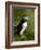 Puffin, Staffa, Off Isle of Mull, Scotland-David Wall-Framed Photographic Print